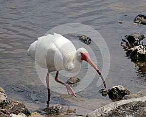 American White Ibis stalking along the shore of a river in Florida