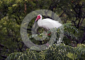 American White Ibis in treetop