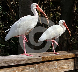 American White Ibis photo