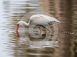 American White Ibis Wading in a Lake