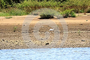 American white ibis walking in Costa Rica