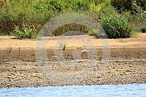 American white ibis walking in Costa Rica