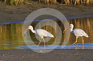 American white ibises (Eudocimus albus) fishing early in the morning in a shallow lake