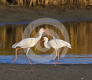 American white ibises (Eudocimus albus) fishing early in the morning in a shallow lake