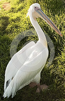 American White Pelican photo