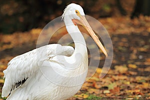 American white pelican