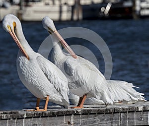 American White Pelican