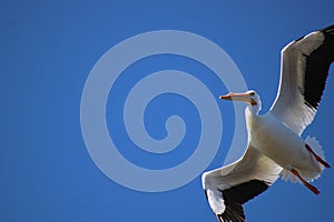 American White Pelican Aireborn on blue sky close up