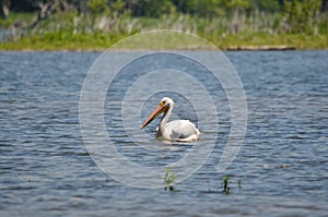 American white pelican along the shore of Lake Ontario in Oshawa, Ontario, Canada.