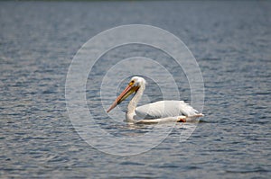 American white pelican along the shore of Lake Ontario in Oshawa, Ontario, Canada.
