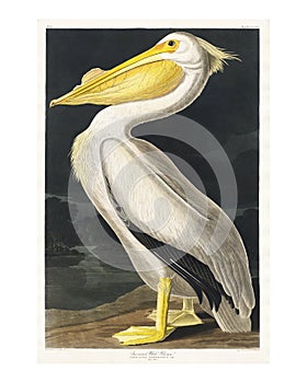 American White Pelican from Birds of America vintage illustration by John James Audubon. Digitally enhanced by rawpixel