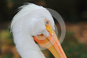 American white pelican