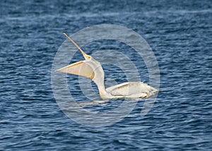 American white pelican fishing