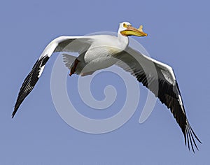 American White Pelican in flight.