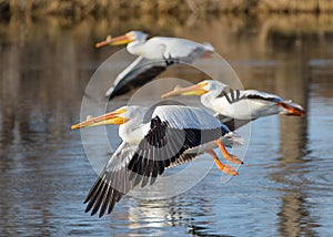 Migratory birds in Colorado. American White Pelican in flight