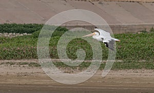 An American white pelican in flight above a small reservoir.