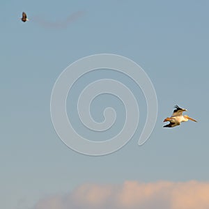 American white pelican in flight on the Minnesota River during fall migrations