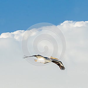 American White Pelican in Flight photo