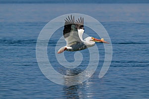 American White Pelican in flight over water. Reflection on surface.