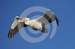 American White Pelican flying against blue sky
