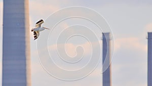 American white pelican flying with coal power plant smoke stack in background taken in the Minnesota Valley National Wildlife Refu