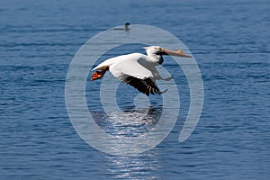 American White Pelican flying over water. Reflection on surface.