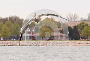 American White Pelican Flying Over Water in Sheboygan Wisconsin