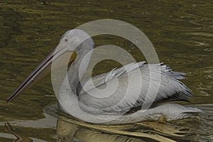 American White Pelican on Golden Pond