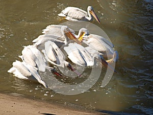 American White Pelican Juveniles Learning the Art of Real Fishing.