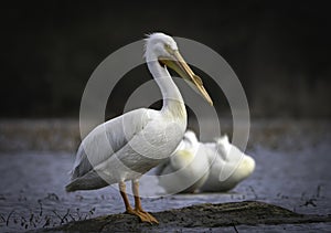 American White Pelican During Migration