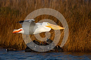 American White Pelican Pea Island NWR OBX North Carolina