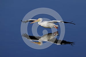 American white pelican, pelecanus erythrorhynchos
