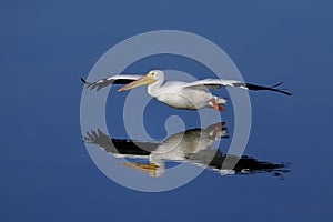 American white pelican, pelecanus erythrorhynchos photo