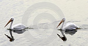 American White Pelican Pelecanus Erythrorhynchos