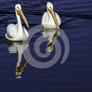 American White Pelican Pelecanus Erythrorhynchos