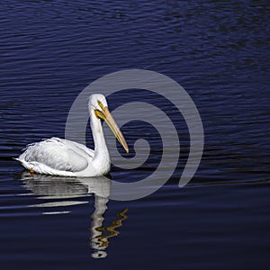 American White Pelican Pelecanus Erythrorhynchos