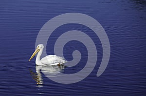 American White Pelican Pelecanus Erythrorhynchos