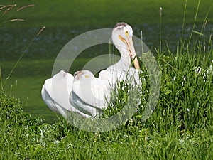 American White Pelican Or Pelecanus Erythrorhynchos