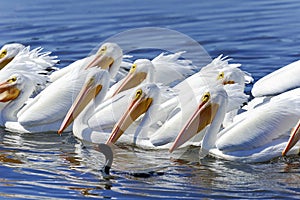 American white pelican, pelecanus erythrorhynchos