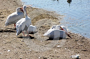 American White Pelican, Pelecanus erythrorhynchos