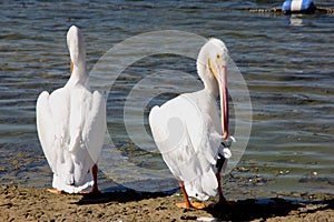 American White Pelican, Pelecanus erythrorhynchos