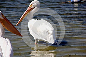 American White Pelican, Pelecanus erythrorhynchos