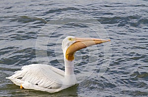 American white pelican (Pelecanus erythrorhynchos) with a catch in the sac.