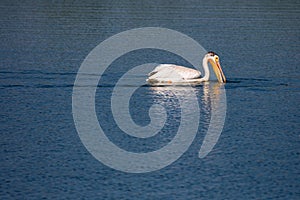 American White Pelican Pelecanus erythrorhynchos fishing in Lake Michigan