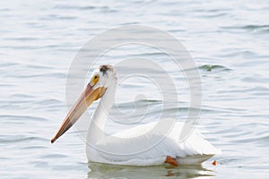 An American White Pelican Pelecanus erythrorhynchos Floating on a Lake
