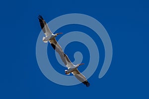 American White Pelican/Pelecanus Erythrorhynchos - Florida