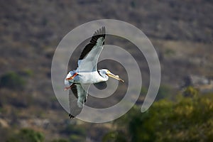 American White Pelican Pelecanus erythrorhynchos flying