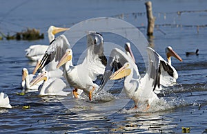 An American white pelican Pelecanus erythrorhynchos landing on Lake Chapala