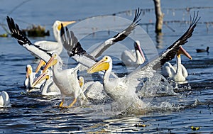 An American white pelican Pelecanus erythrorhynchos landing on Lake Chapala