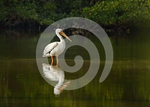 American White Pelican, Pelecanus erythrorhynchos standing in a pond